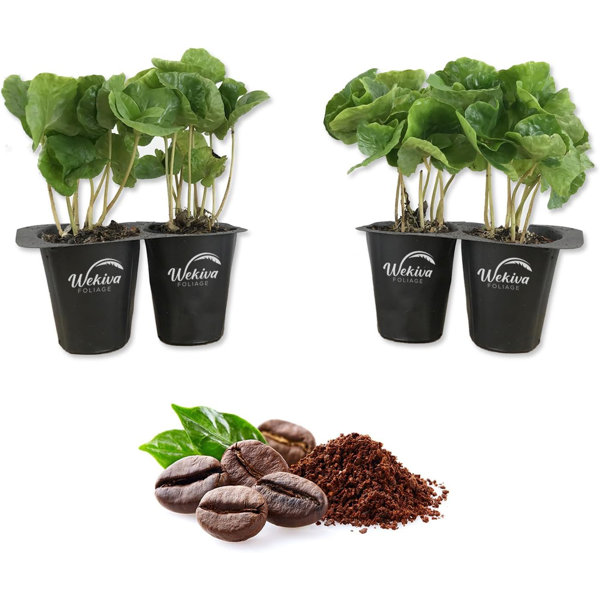 Wekiva Foliage LLC Coffee Plant 4 Live Starter Plants in 2 Inch Pots Coffea Arabica